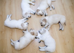 Szczeniaki, Podłoga, Śpiące, Labradory