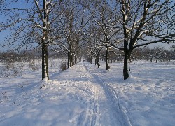 Zima, Śnieg, Drzewa