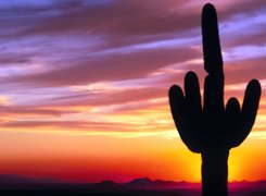 Zachód Słońca, Kaktus