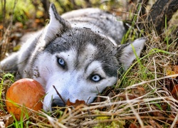 Błękitne, Oczy, Siberian Husky