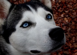 Siberian Husky