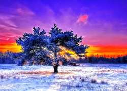 Zachód, Słońca, Drzewo, Śnieg