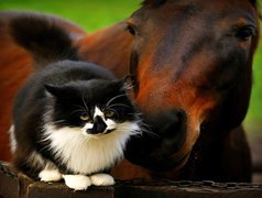 Kot, Przyjaciel, Koń