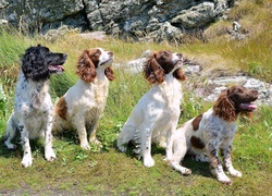 Łąka, Cztery, Spaniele