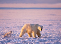 Niedźwiedź, Lis, Polarny