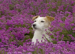 Łąka, Kwiaty, Jack, Russell, Terrier