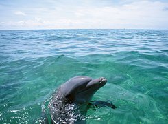 Delfin, Ocean, Woda