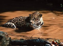 Woda, Kałuża, Jaguar
