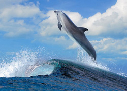 Delfin, Morze