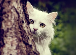 Biały, Kot, Mordka, Pień, Drzewa