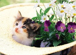 Mały, Kotek, Kapelusz, Kwiatki