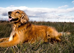 Pies, Golden Retriever, Trawa, Niebo, Chmury