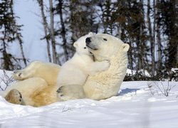 Niedźwiedzie, Polarne, Zabawa