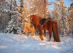 Konie, Śnieg, Drzewa