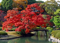 Japonia, Tokyo, Park, Rzeczka, Most, Drzewa