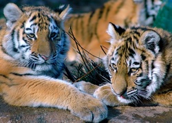 Leżące, Tygrysy