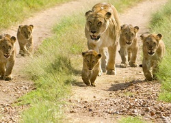 Lwia, Rodzinka, Safari