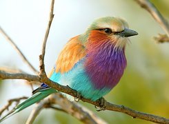 Kolorowy, Ptak, Gałązka