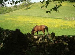 Koń, Pastwisko, Ogrodzenie