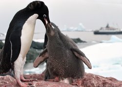 Pingwiny, Skała