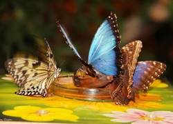 Kolorowe, Motyle, Skrzydła