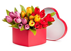 Kolorowe, Tulipany, Pudełko, Serce