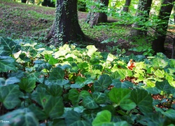 Bluszcz, Porastający, Park