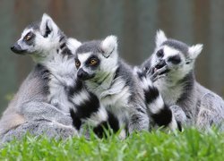 Trzy, Lemury, Trawa