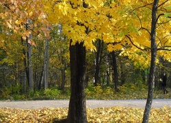 Park, Drzewa, Jesienne, Liście