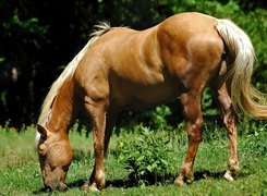 Koń, Trawa