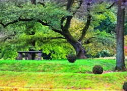 Park, Raczyńskich, Rogalin