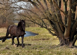 Czarny, Koń, Drzewa
