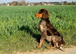 Spaniel pikardyjski, Trawy