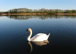 Łabędz, Jezioro, Okra, Drzewa