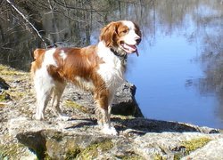 Spaniel, Skała, Woda