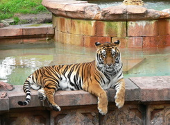 Tygrys, Bengalski, Basen, ZOO
