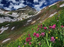 Góry, Łąka, Kwiaty
