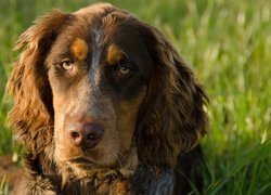 Spaniel Pikardyjski, Smutna, Mordka, Zieleń