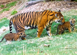 Tygrysy, Matka, Młode