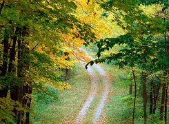 Las, Ścieżka, Jesień, Drzewa