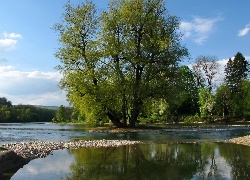 Rzeka, Aare, Szwajcaria, Drzewa