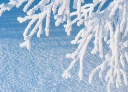 Oszronione, Drzewo, Śnieg, Zima