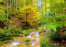 Las, Strumyk, Drzewa, Jesień
