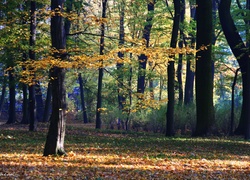 Kolorowy, Jesienny, Park