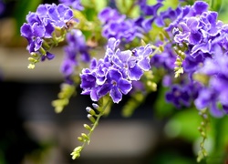 Fioletowe, Kwiaty, Duranta