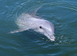 Delfin, Płetwa, Woda