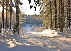 Las, Śnieg, Poranek