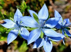 Niebieskie, Kwiaty, Owad