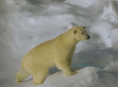 Niedźwiedź, Polarny, Lód