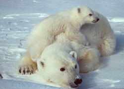 Niedźwiedź, Polarny, Mama, Mały, Lód